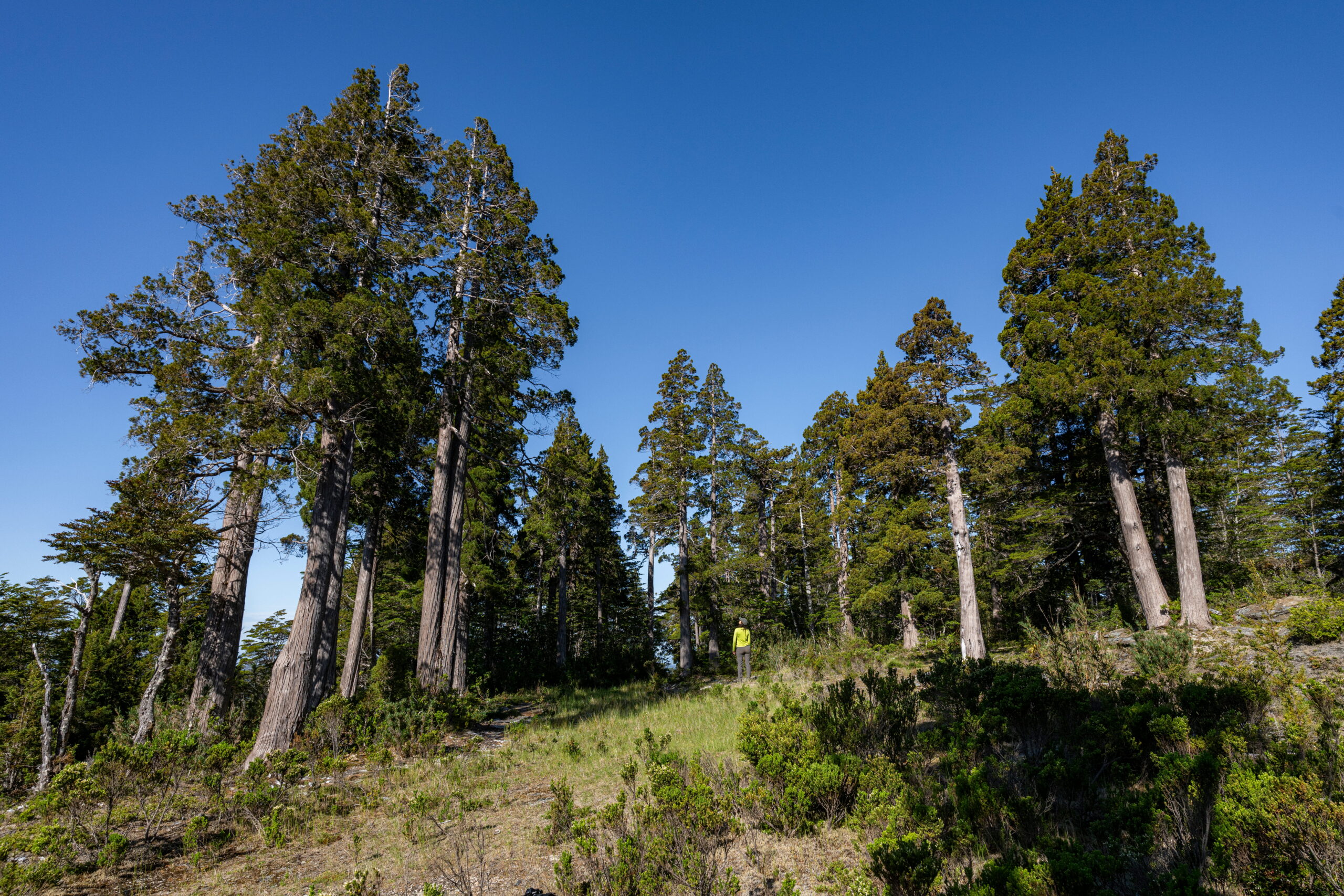 Parque Nacional Alerce Costero