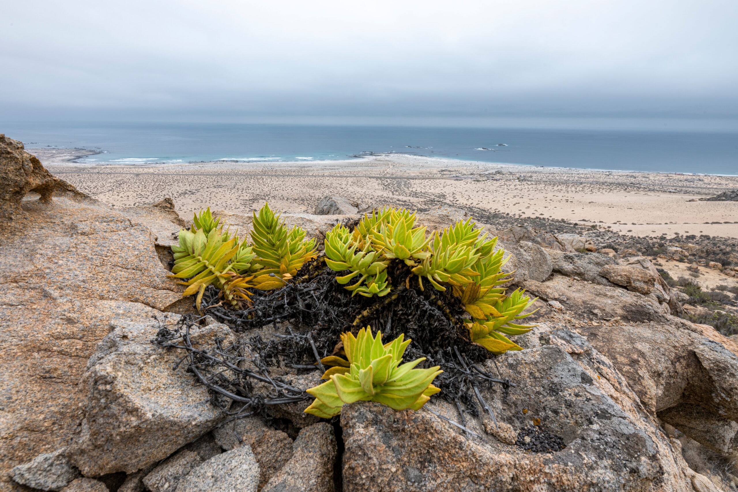 Parque Nacional Llanos de Challe