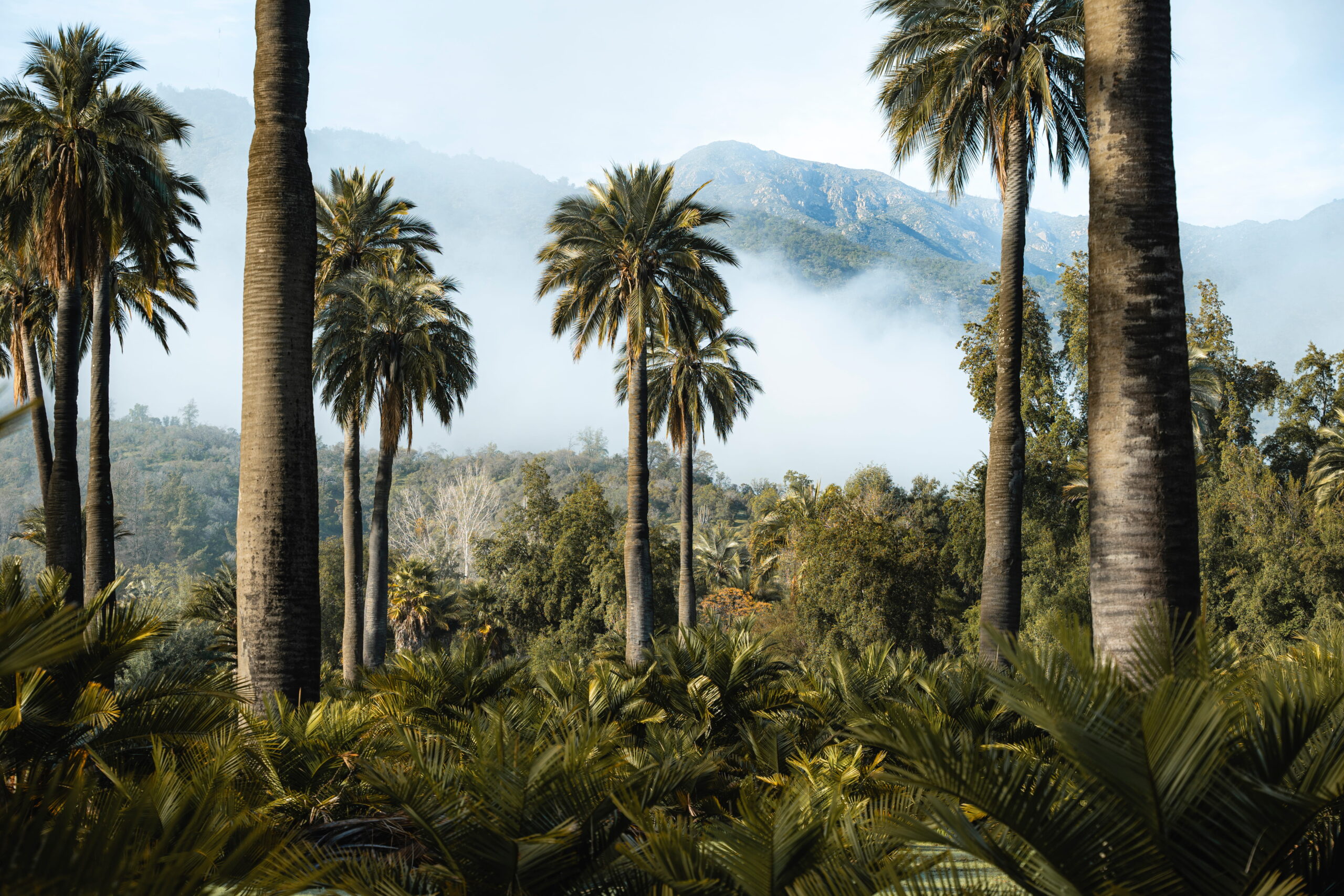 Parque Nacional Palmas de Cocalán