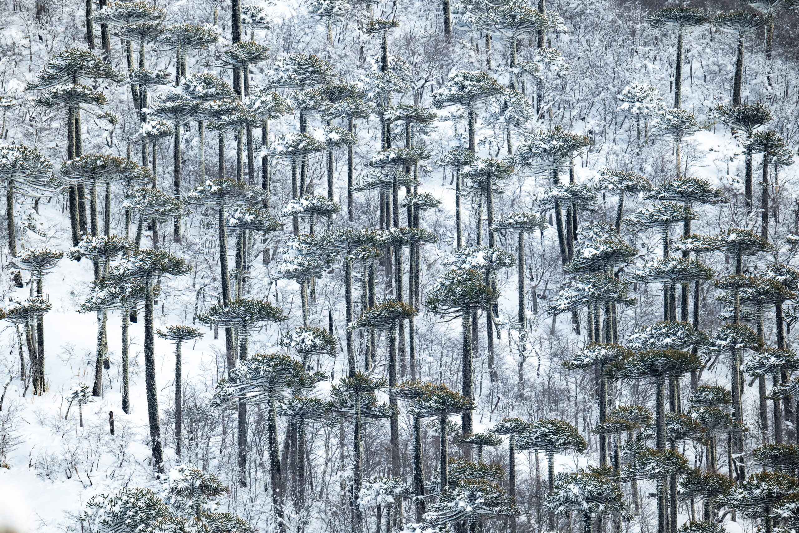 Parque Nacional Tolhuaca