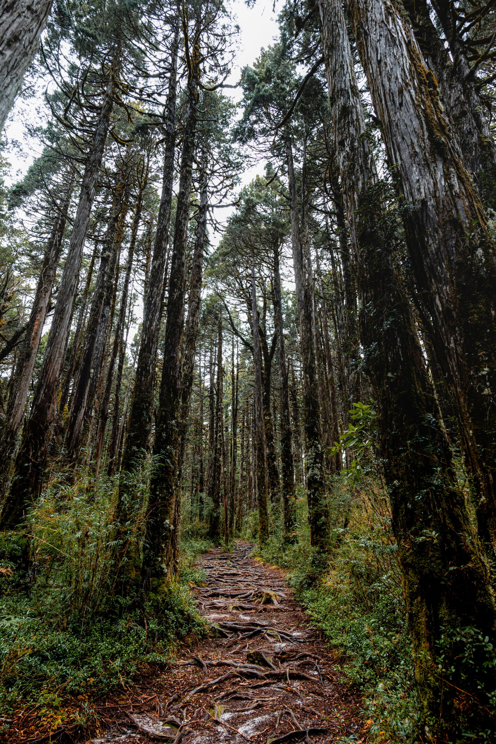 Parque Nacional Alerce Costero