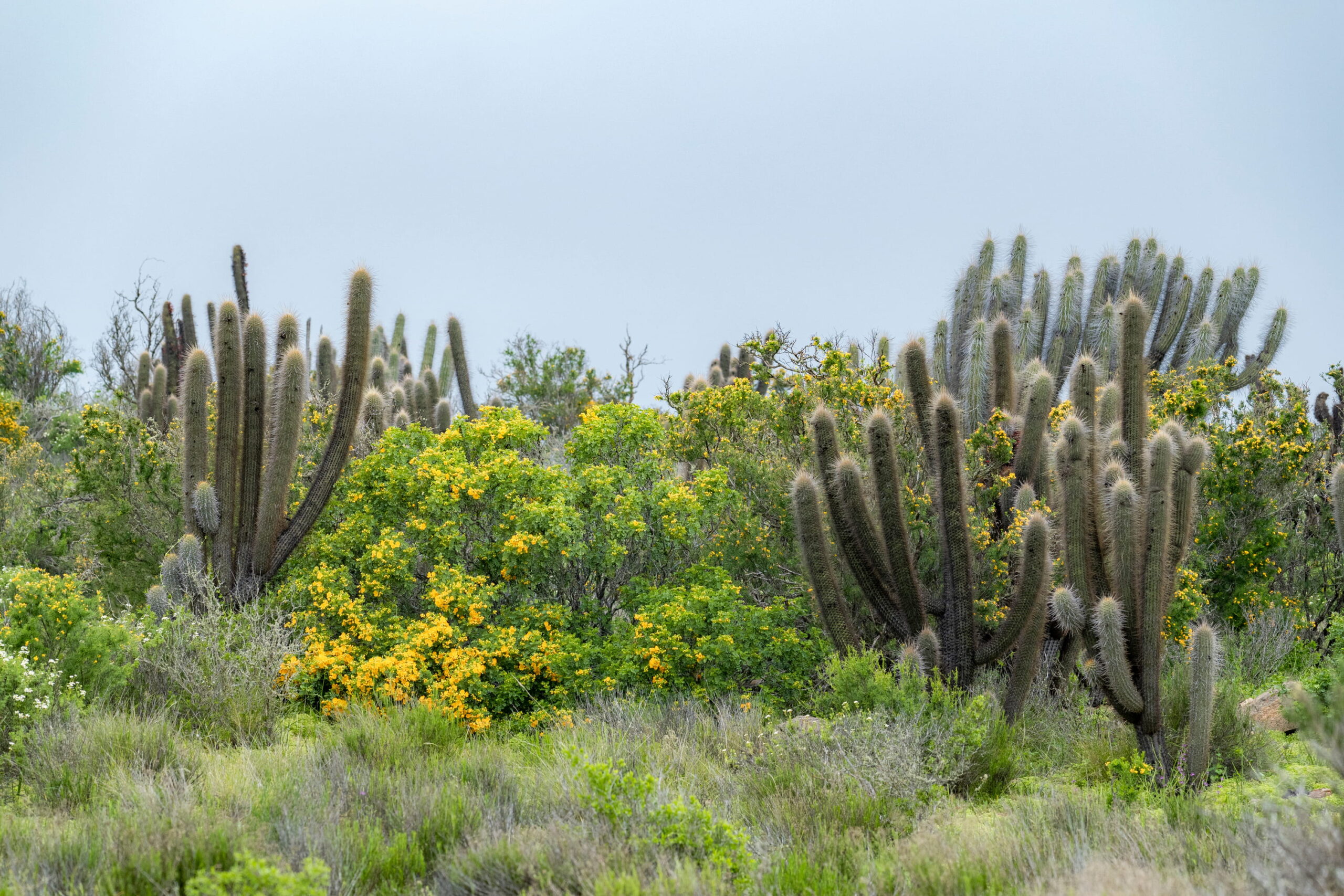 Parque Nacional Fray Jorge