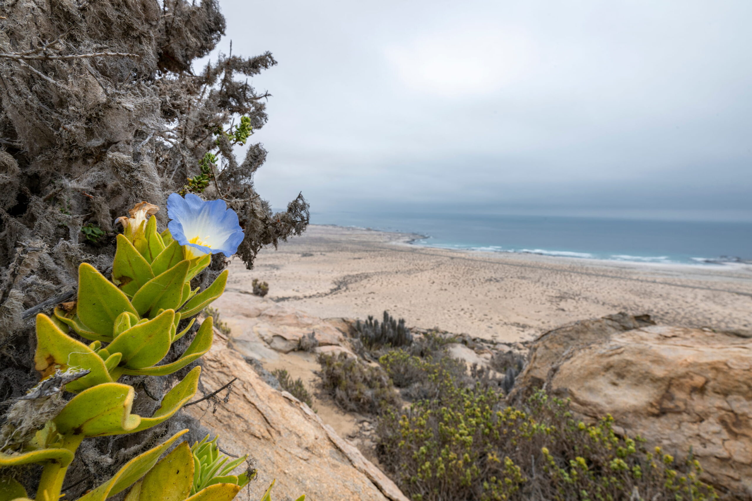Parque Nacional Llanos de Challe