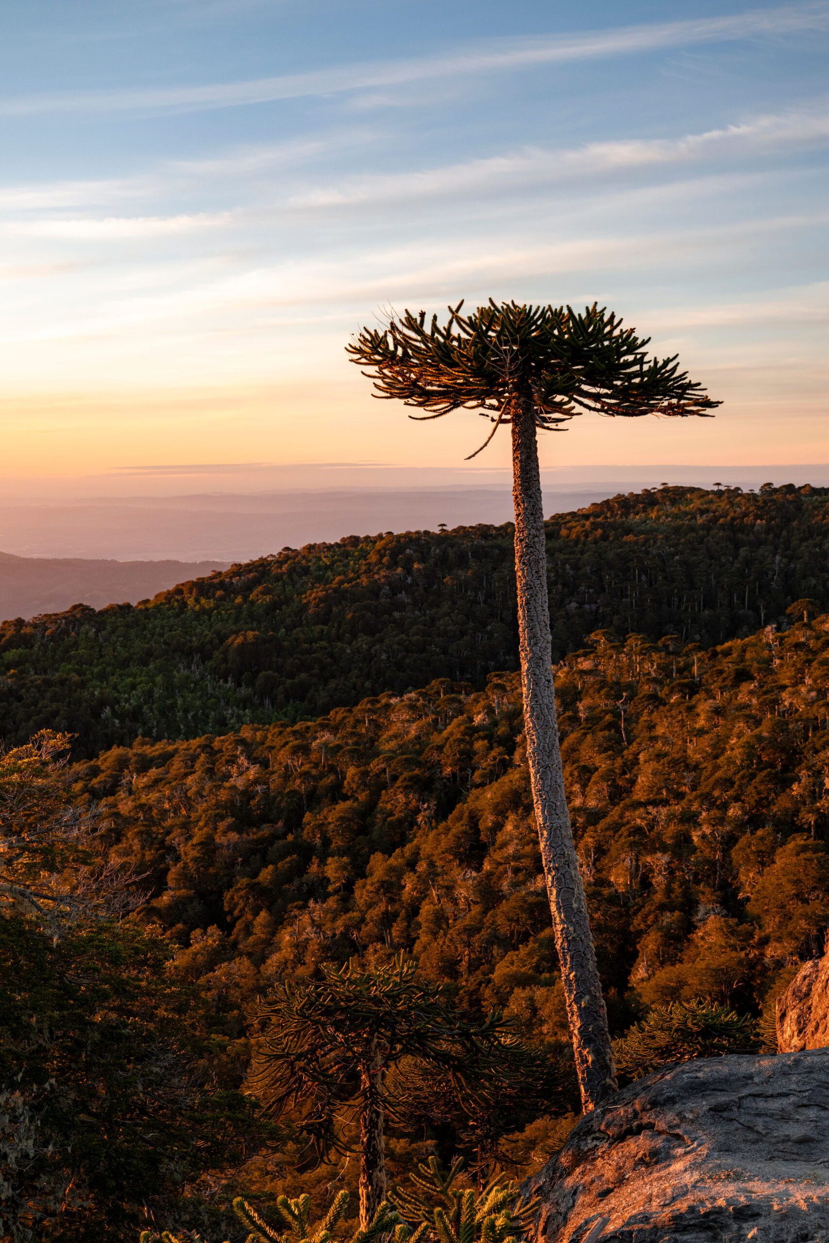 Parque Nacional Nahuelbuta