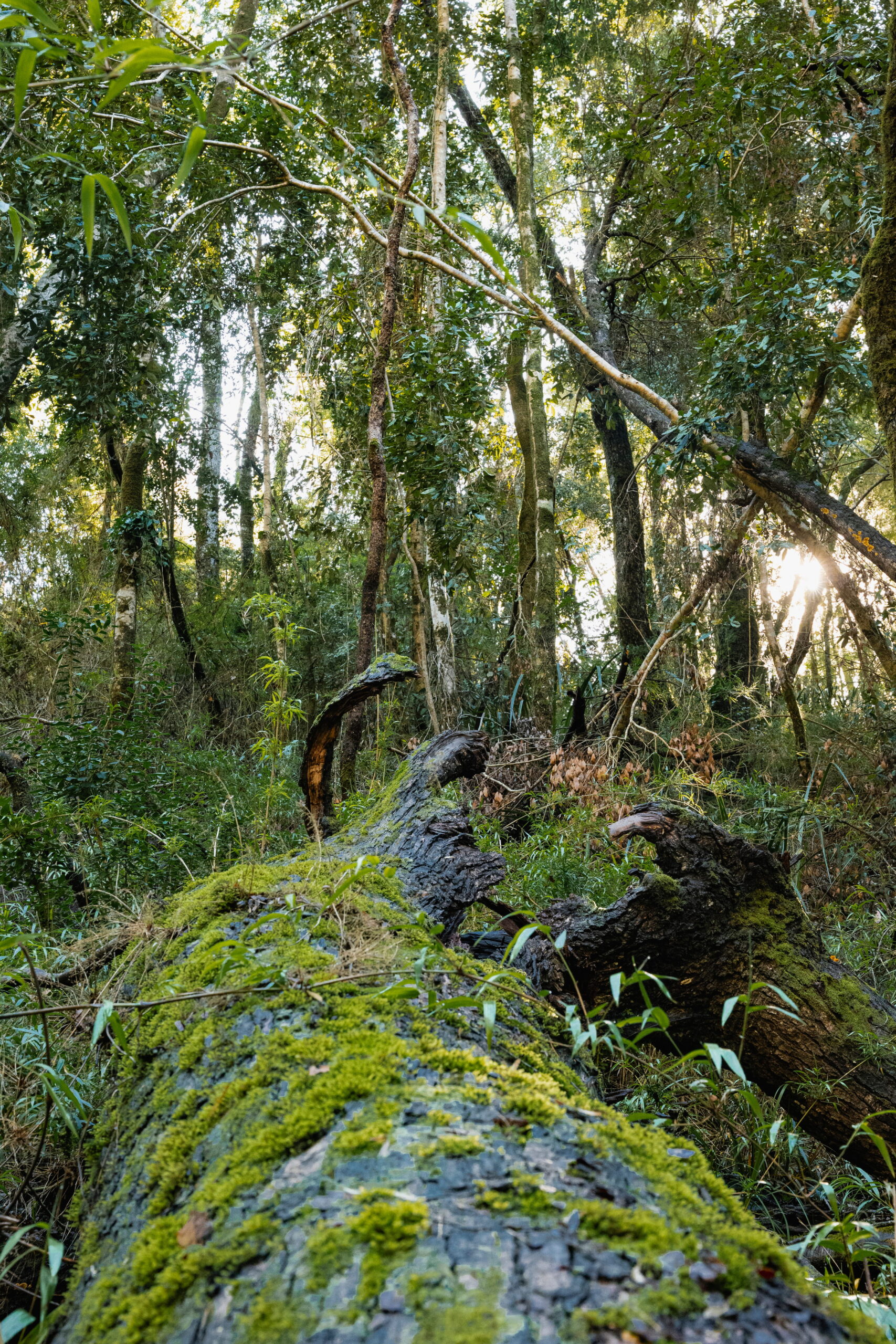 Parque Nacional Nonguén
