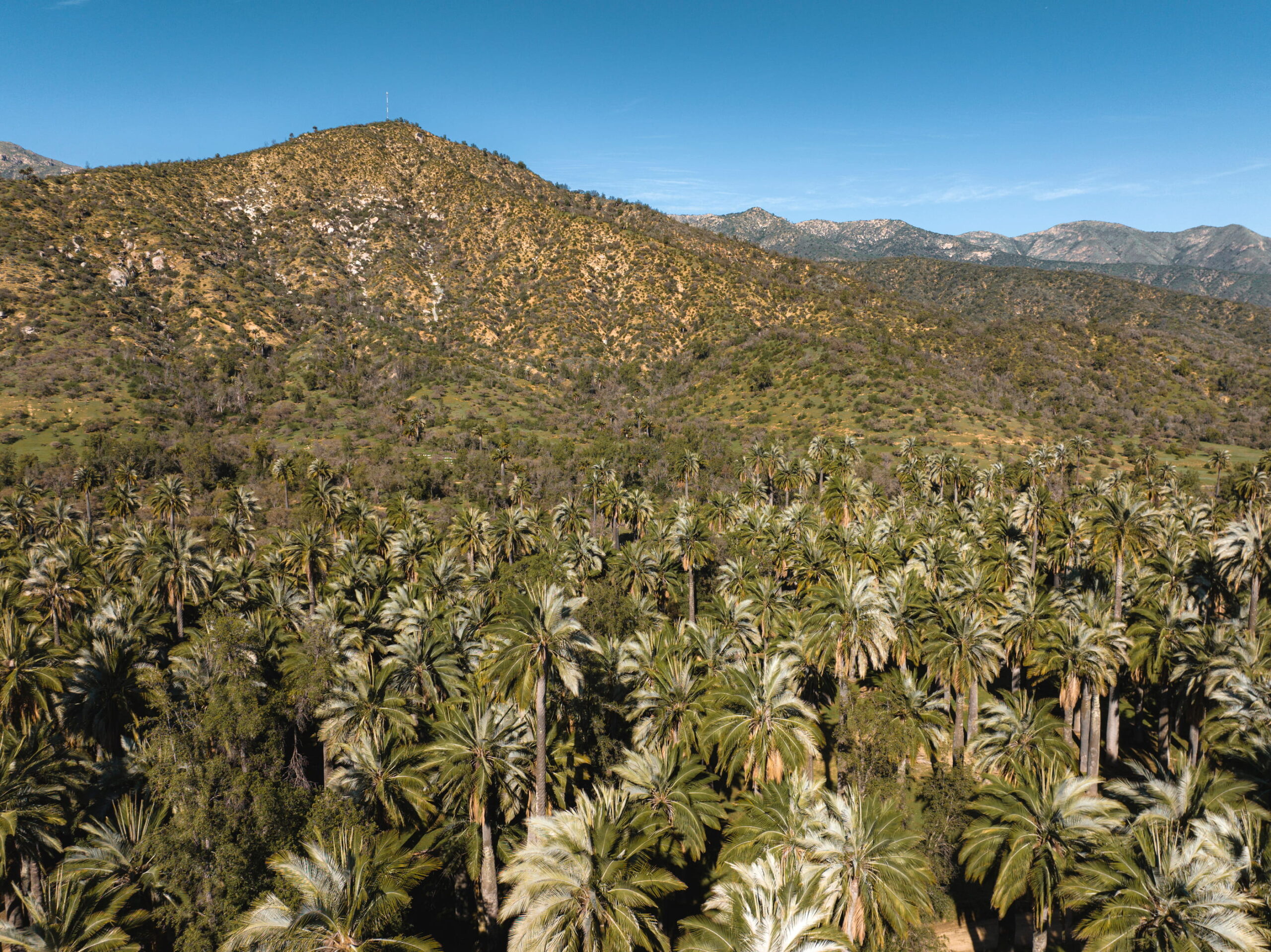 Parque Nacional Palmas de Cocalán