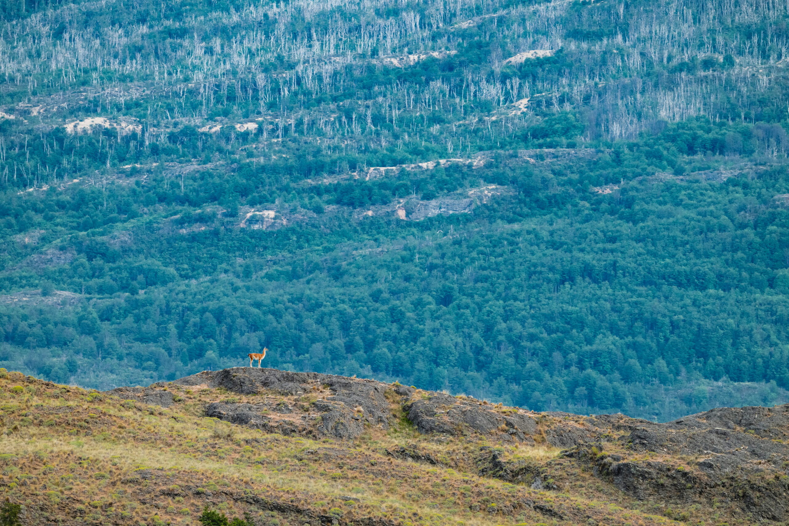Parque Nacional Patagonia