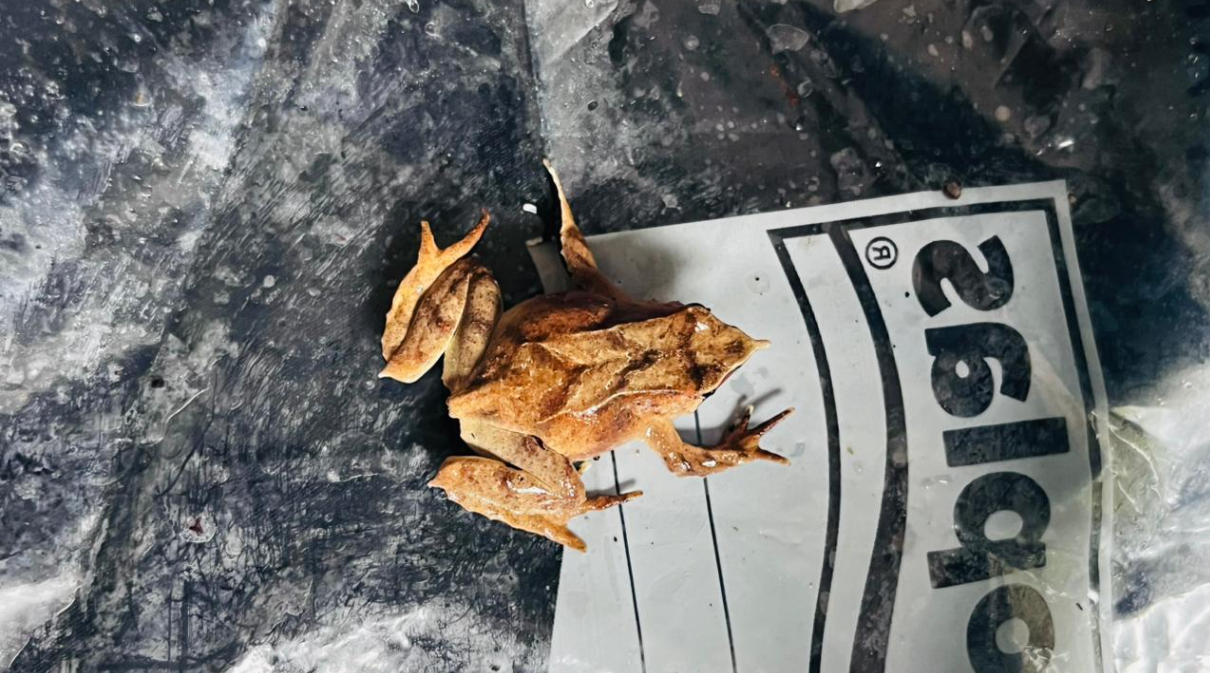 Encuentran por primera vez a la ranita de Darwin en la Reserva Nacional Mocho Choshuenco