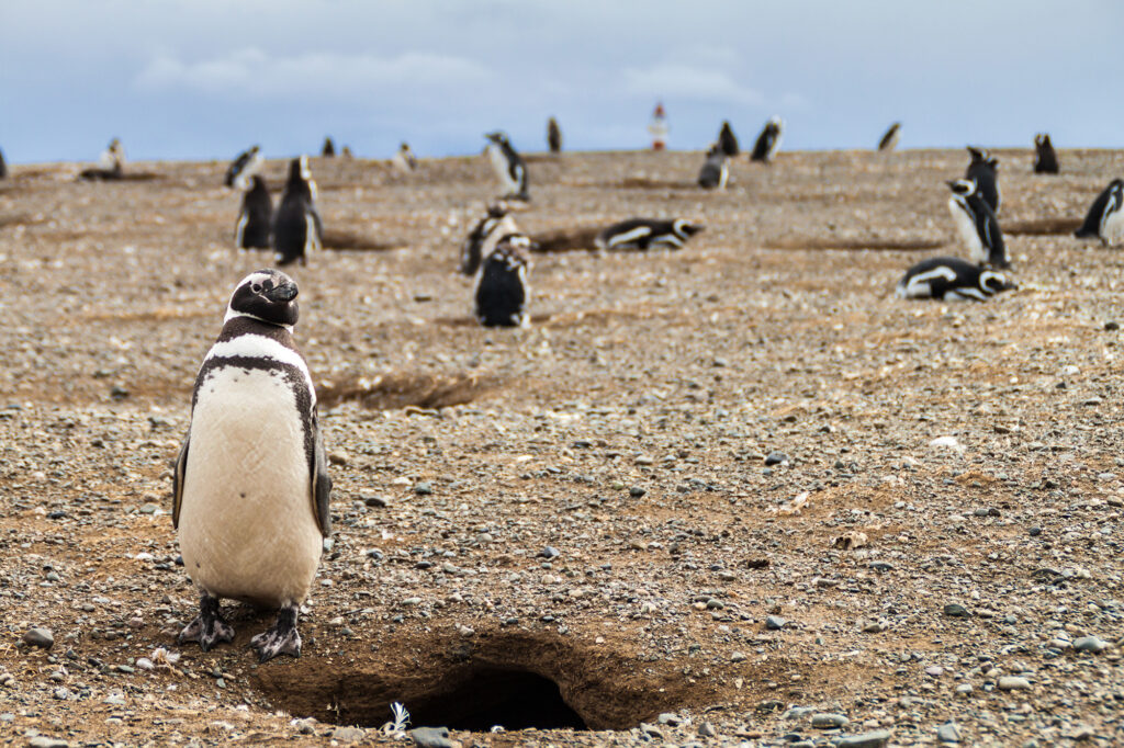Monumento Natural Los Pingüinos. 
Créditos. Ministerio del Medio Ambiente.