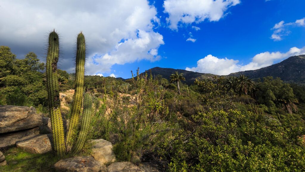 Parque Nacional La Campana. Aquí se encuentran la mayoría de las especies de flora y fauna de la zona central. Foto: Chile es tuyo.