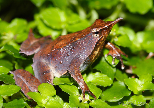 Ranita de Darwin. Foto: 	© Felipe Rabanal