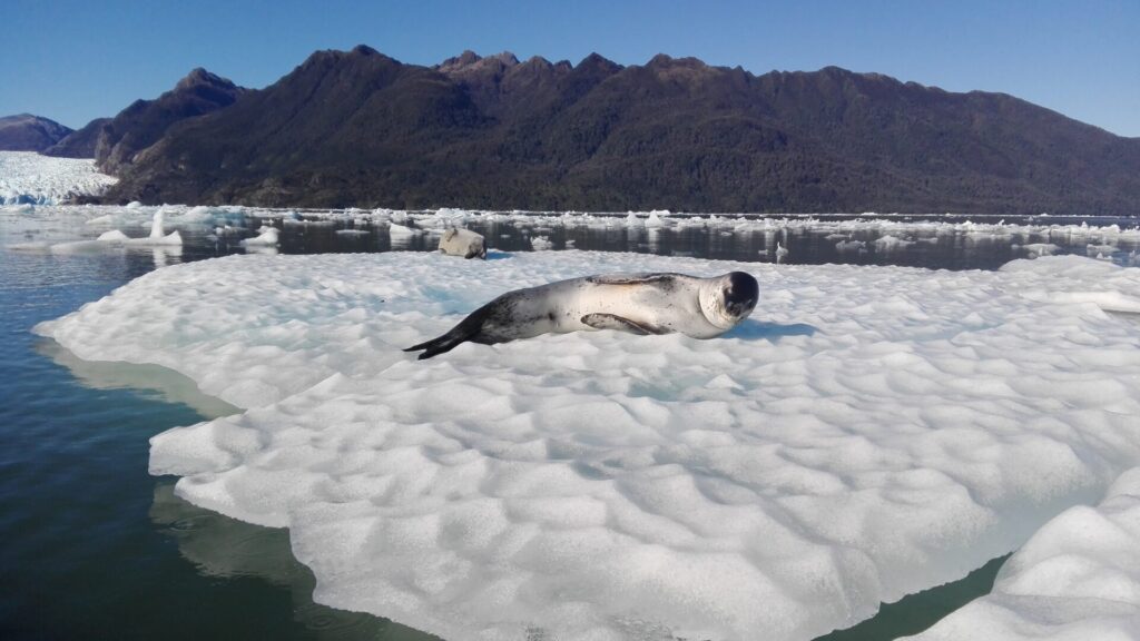 Parque Nacional Laguna San Rafael. Foto: CONAF