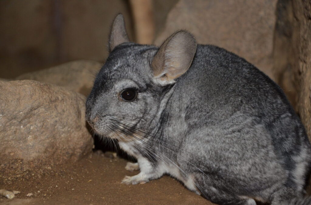 Reserva Nacional Las Chinchillas. FOTO: Corporación Nacional Forestal (CONAF)