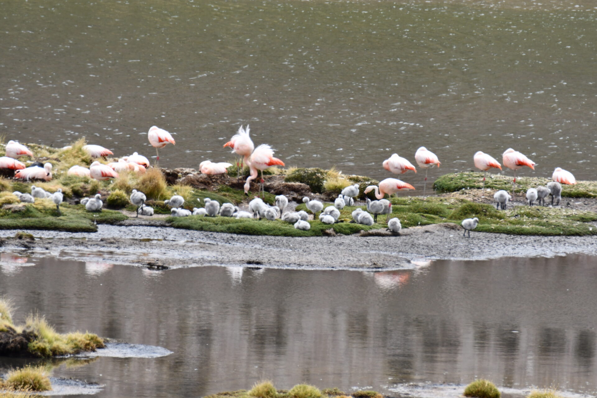 El retorno del flamenco chileno: Tras 33 años, vuelven a nidificar en el Parque Nacional Lauca