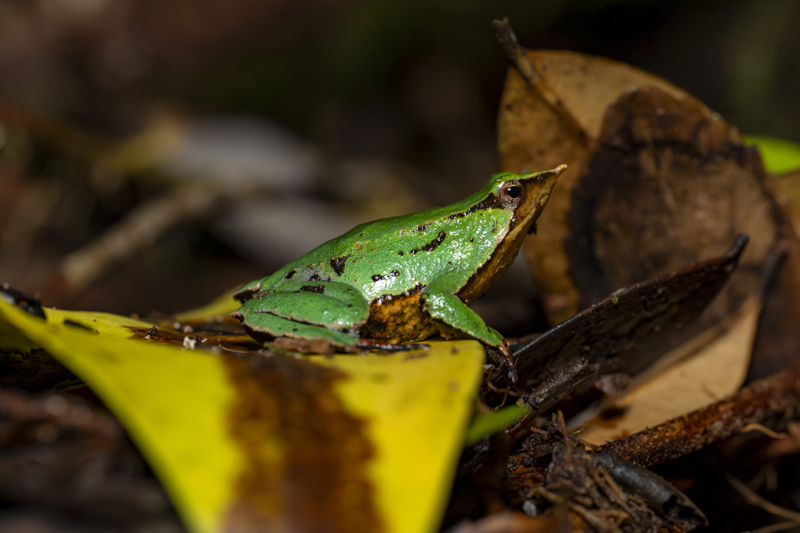 Contraloría da luz verde a decreto clave para conservación de la Ranita de Darwin en Chile