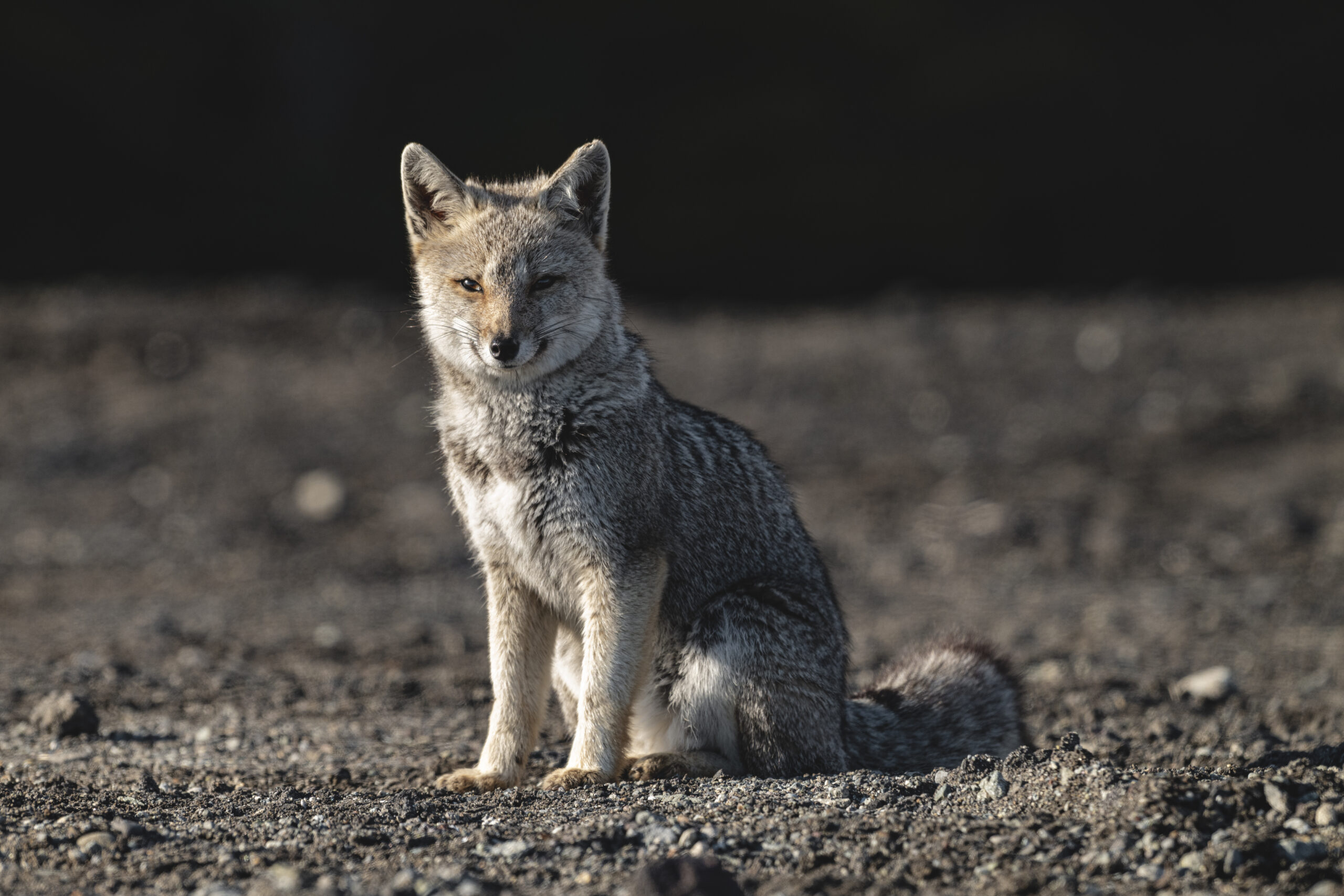 Campaña “Lento por la Fauna”: Autoridades y sociedad civil se unen en Cardenal Samoré para proteger la biodiversidad en las rutas
