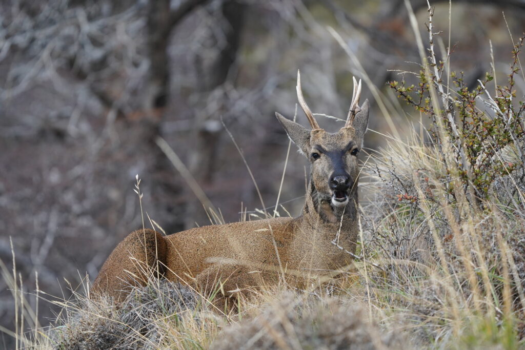 Huemul distraído (Jaime Flores)