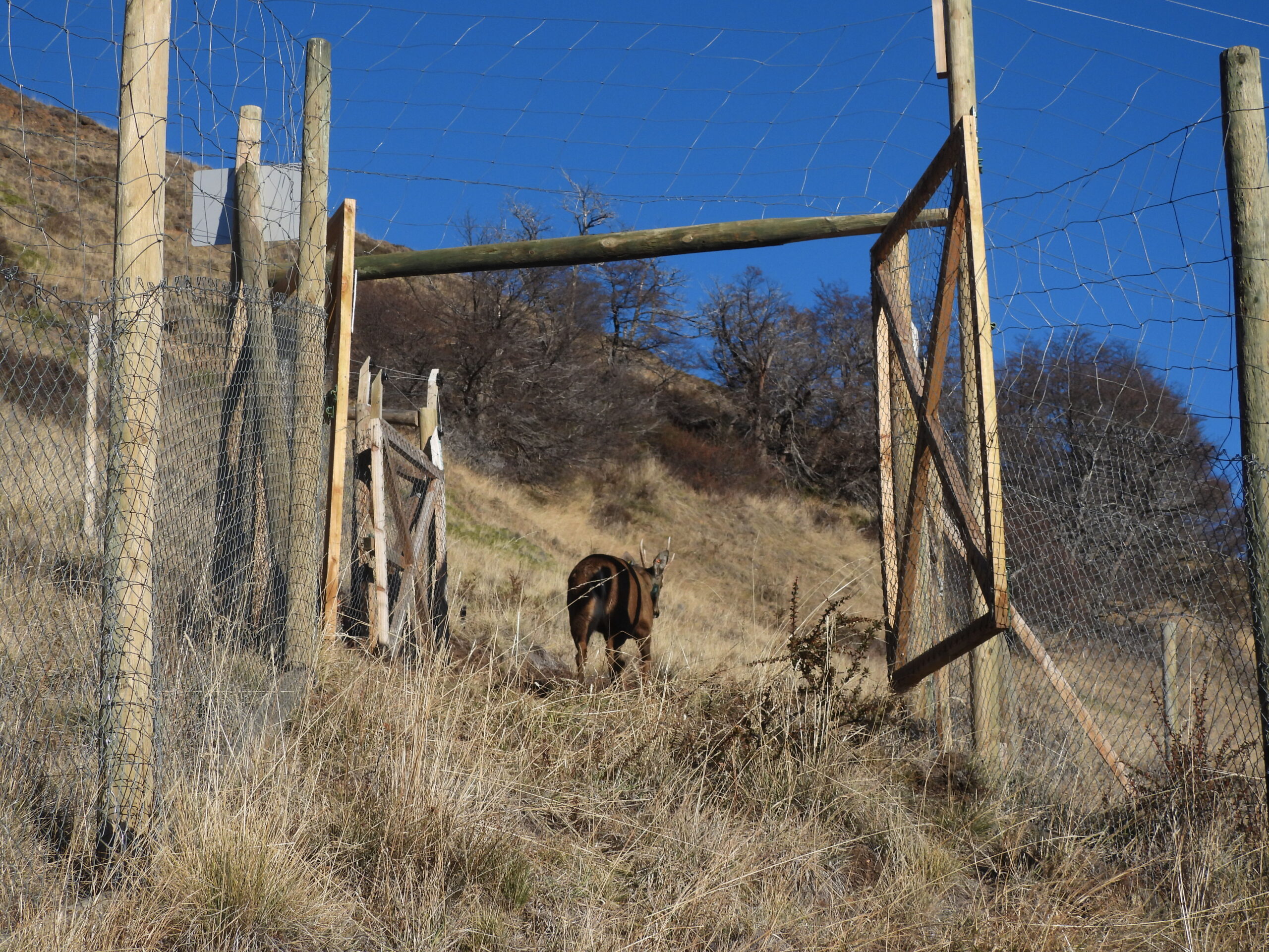 Liberan al primer huemul recuperado por el Centro de Rescate y Rehabilitación en el Parque Nacional Cerro Castillo