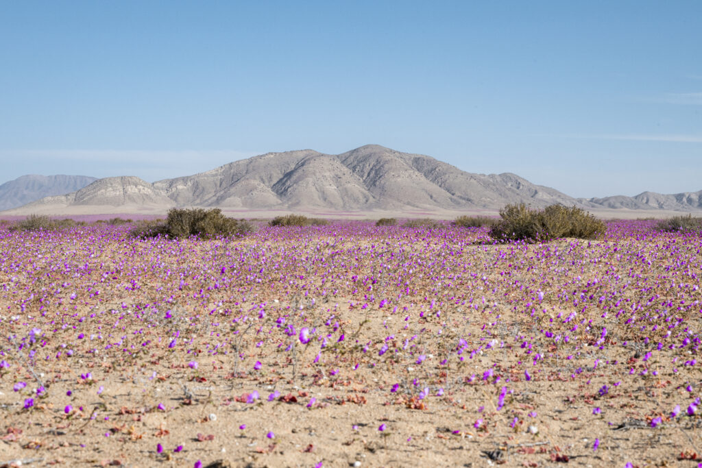 Desierto Florido, Llanos de Challe (Benjamín Valenzuela)